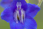 Alabama larkspur